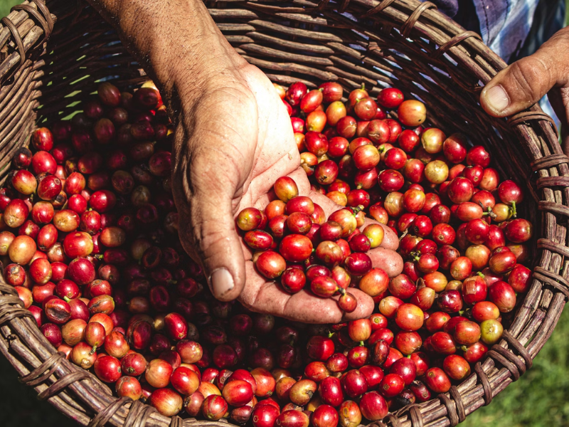 Thế nào là Specialty Coffee? Hiểu đúng về cà phê đặc sản