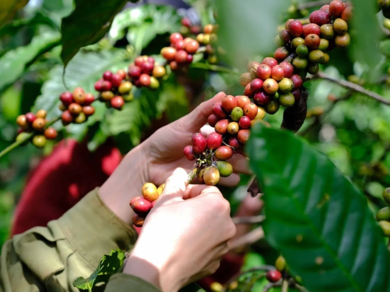 Arabica Sơn La là gì? Vì sao đây là vùng cà phê Arabica lớn nhất miền Bắc Việt Nam?