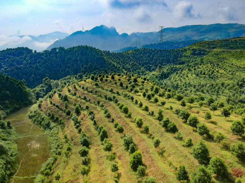 Arabica Mường Ảng là gì? Vì sao đây là vùng cà phê đặc sản đáng chú ý nhất Tây Bắc?