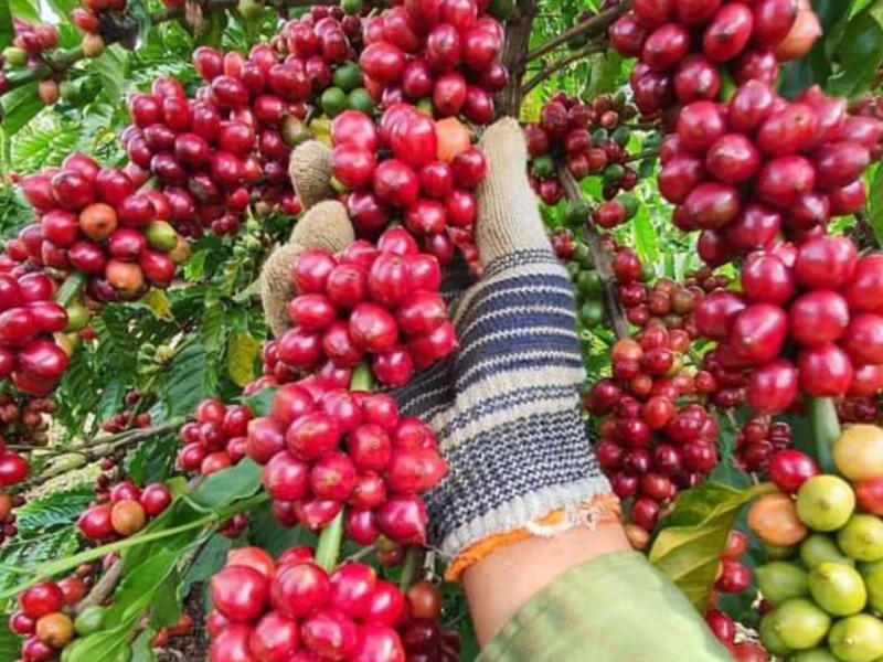 Robusta Tây Nguyên là gì? Vì sao đây là linh hồn của cà phê Việt Nam?